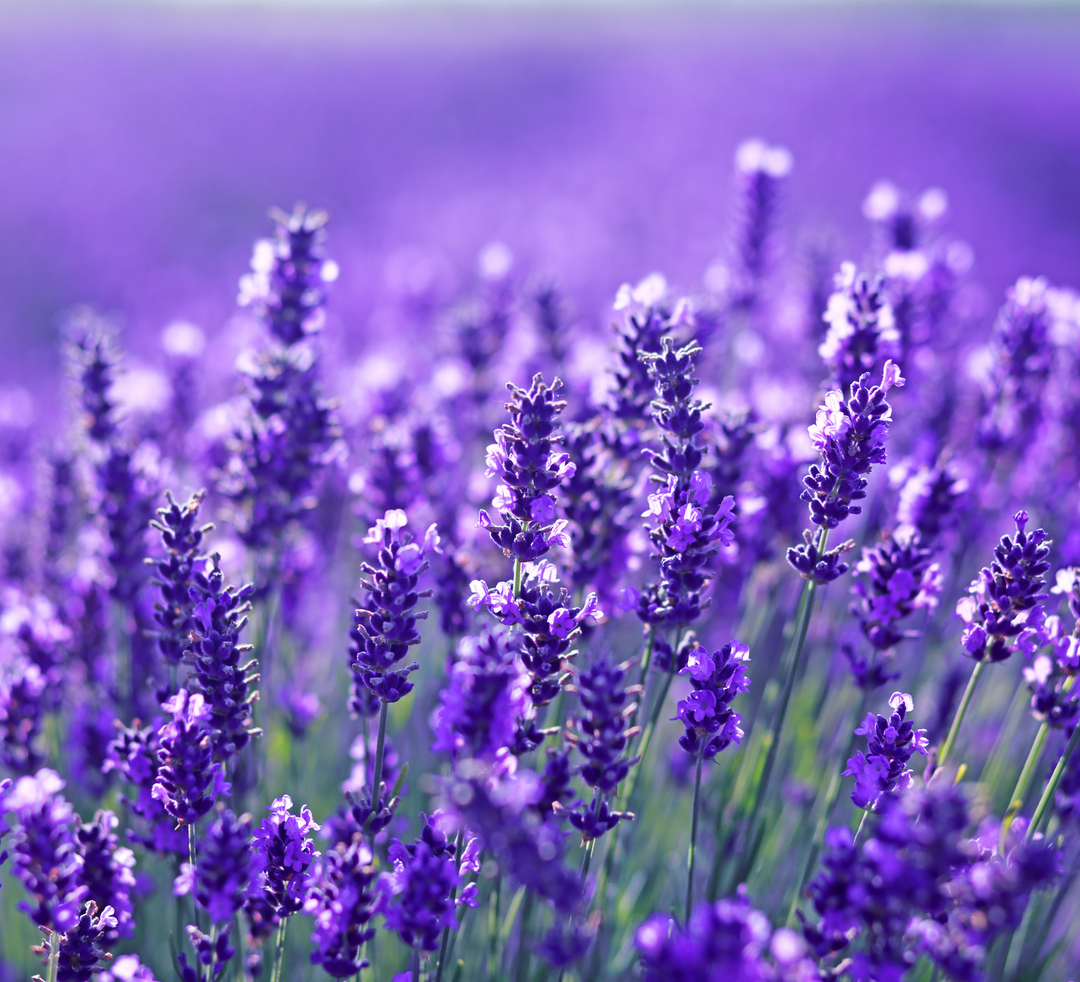 DWELL212 Lavender Body Lotion