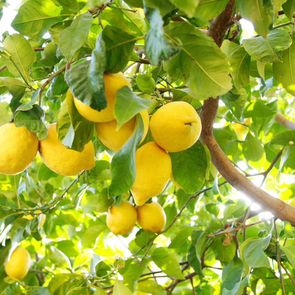 Signature Scent: Lemon