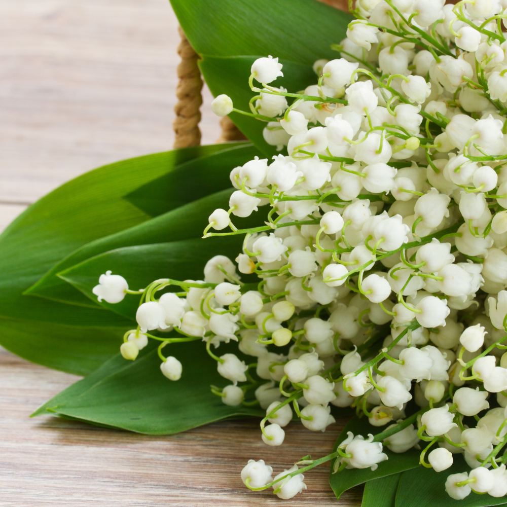 Signature Scent: Lily